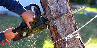 Best Tree Maintenance Programs  in North Hartsville, SC