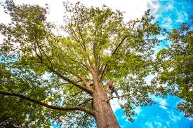 Best Hazardous Tree Removal  in North Hartsville, SC