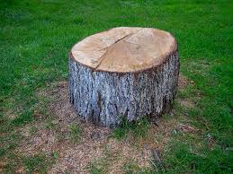 How Our Tree Care Process Works  in  North Hartsville, SC