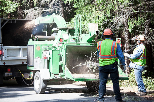 Best Grass Overseeding  in North Hartsville, SC
