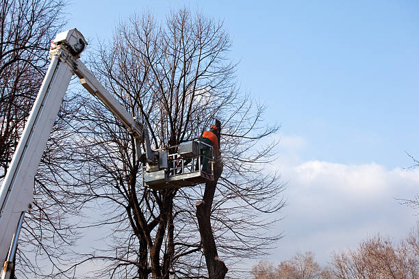 Best Emergency Tree Removal  in North Hartsville, SC
